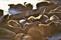 Seals on Fisherman's Wharf, San Fransisco